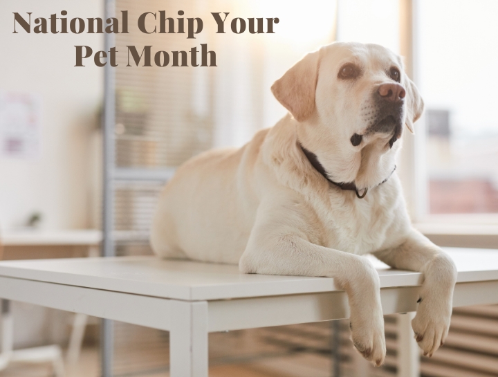 Chip in sales pet microchip